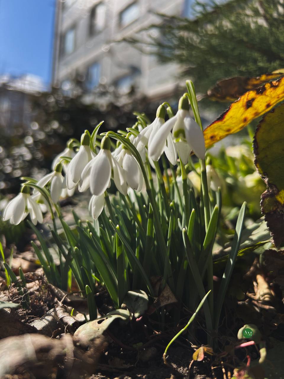 Гъатхэм ипэгъок1эу. Адыгэ макъ в МАХ Гъатхэм ипэгъок1эу. Адыгэ макъ в МАХ