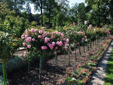 Уникальный секрет ухода за розами: как дрожжи и сахар превращают дачу в цветущий оазис