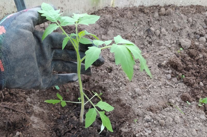 Ошибки при высадке рассады томатов: как не растерять урожай