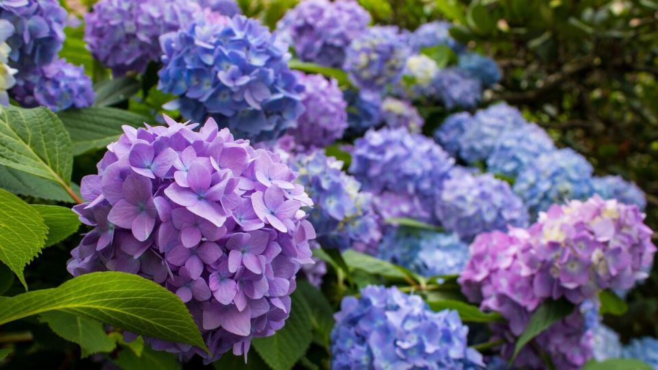 Подкормка гортензий в августе: секреты для яркого цветения