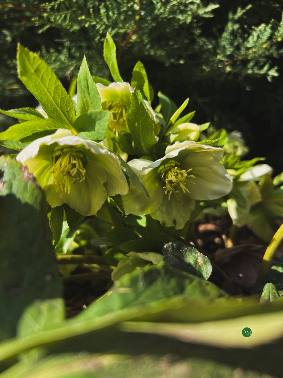 Гъатхэм ипэгъок1эу. Адыгэ макъ в МАХ Гъатхэм ипэгъок1эу. Адыгэ макъ в МАХ