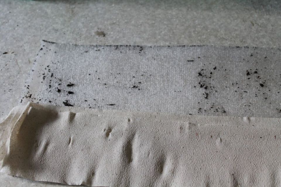 Новый способ: как вырастить рассаду на туалетной бумаге