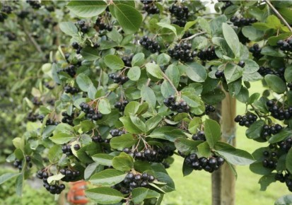 Арония: выращивание полезного кустарника для вашего сада