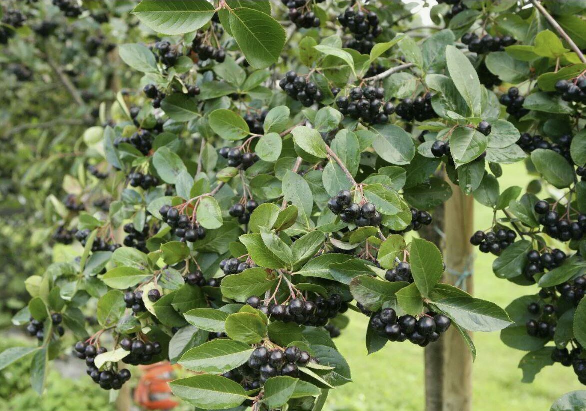 Арония: выращивание полезного кустарника для вашего сада