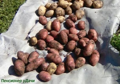 Успейте первым: секреты раннего картофеля от эксперта В.Д. Давыдова