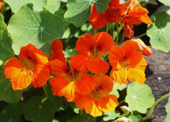 Как вырастить настурцию: секреты и советы для вашего сада