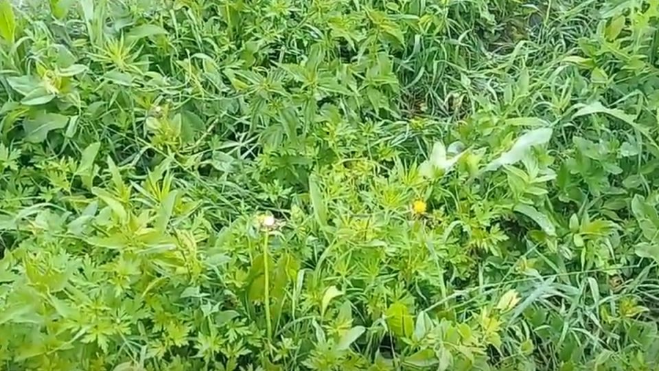 Как правильно выбрать сидераты: три проверенных варианта, которые испортят меньше всего