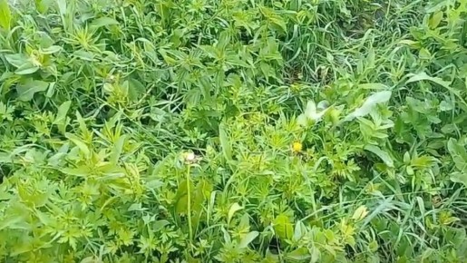 Как правильно выбрать сидераты: три проверенных варианта, которые испортят меньше всего