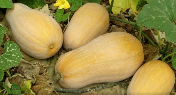 ������� ������� � ������� �����: ��� ������� ������ � �� �����������