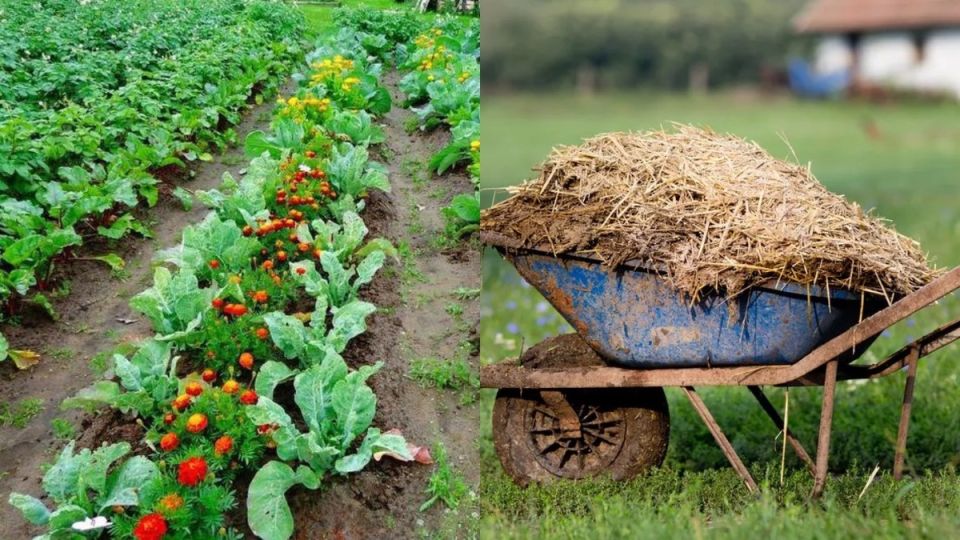 Как навоз превратил огород в идеальное место для урожая