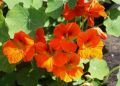 Как вырастить настурцию: секреты и советы для вашего сада