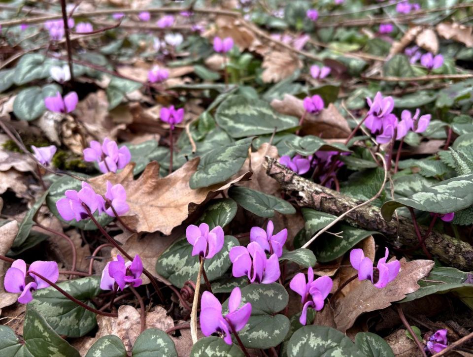 3 марта в Адыгее пасмурно, местами дождь