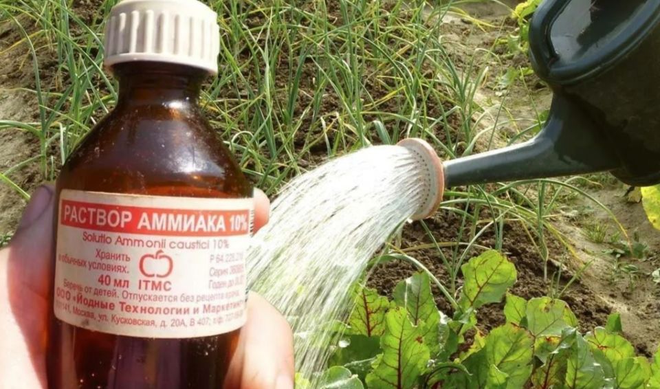Нашатырный спирт: секреты успешного дачного хозяйства