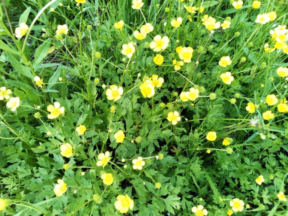 Эффективные методы борьбы со сорняками на вашем газоне