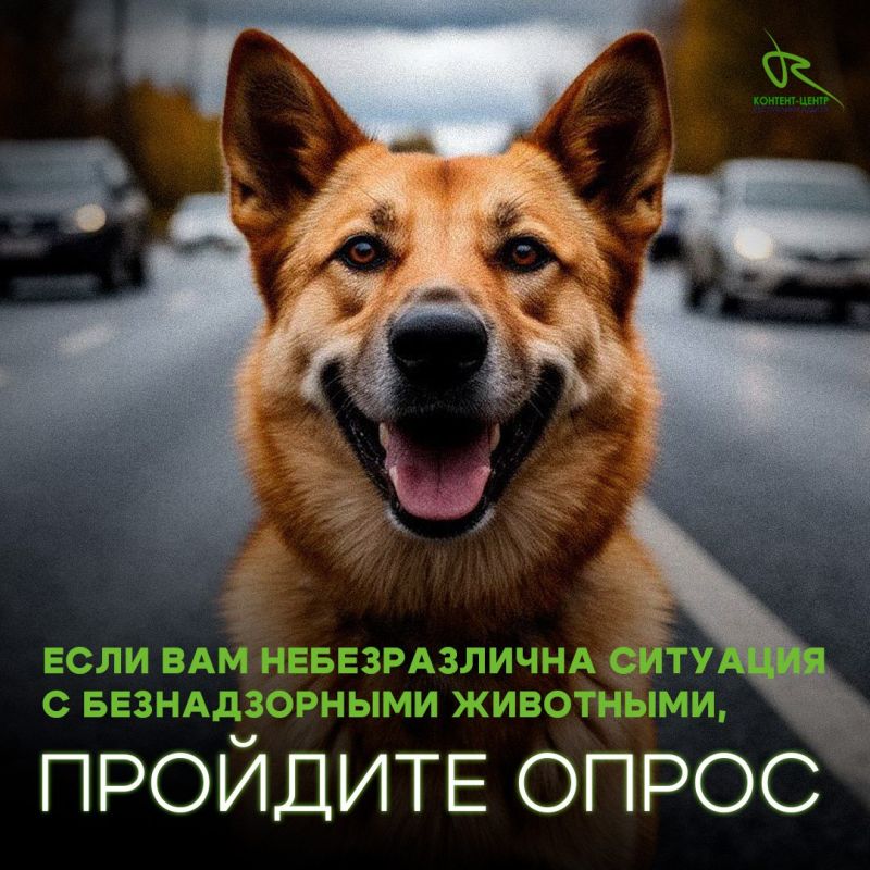 Станьте частью перемен! Если тема бездомных животных вам близка, пройдите наш опрос