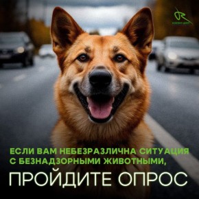 Станьте частью перемен! Если тема бездомных животных вам близка, пройдите наш опрос