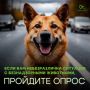 Станьте частью перемен! Если тема бездомных животных вам близка, пройдите наш опрос