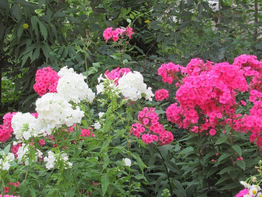 Как добиться пышного цветения флоксов в вашем саду