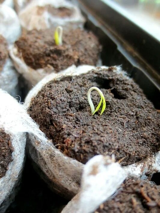 Почему привычные способы подготовки семян могут навредить: стоит ли рисковать?