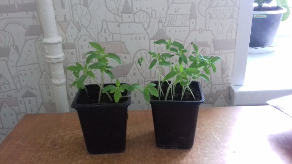 Как правильно пикировать рассаду томатов для успешного роста