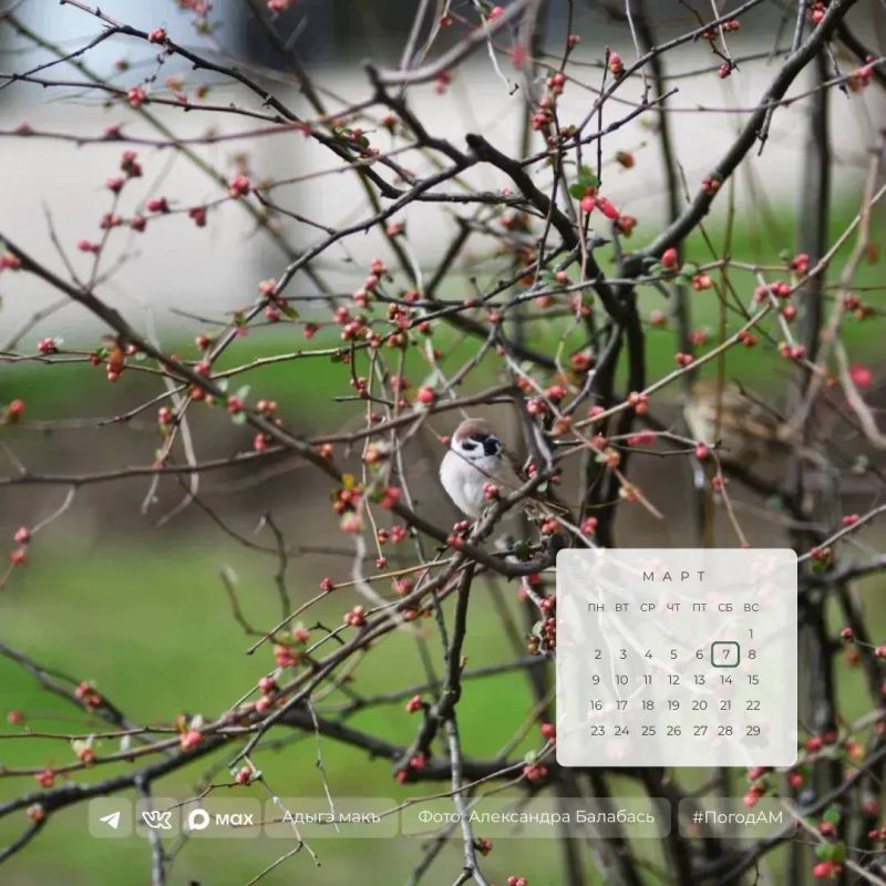 Доброе утро!. 7 марта в Адыгее переменная облачность