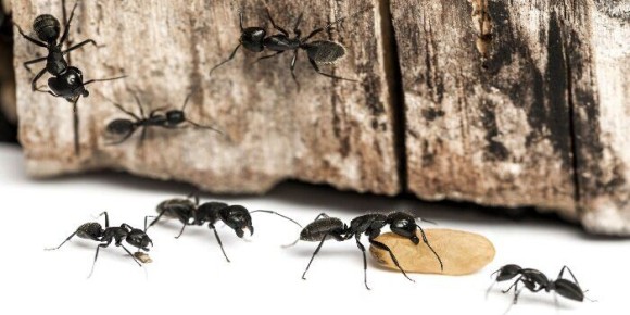 Эффективные народные средства против муравьев на даче