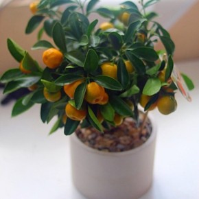 ����������� ��������� �������� �� ��������