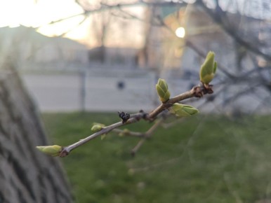 Погода в Майкопе на 12 марта: