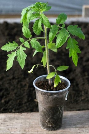 Три распространенные ошибки, мешающие рассаде расти крепкой и здоровой