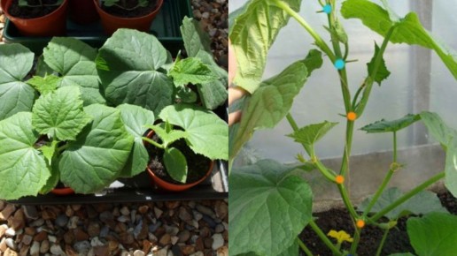 ��� ��������� ������ � ��������� �������: ��� ������� �������