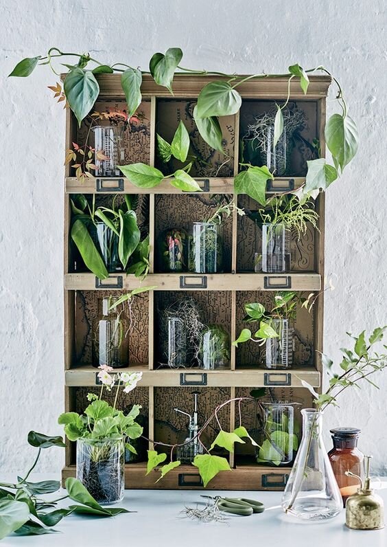 Растения, которые легко растут в воде: топ-10 для вашего дома