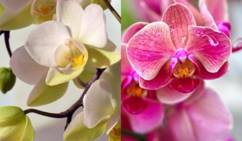 Как обрезка орхидеи помогает ей зацвести раньше: советы эксперта