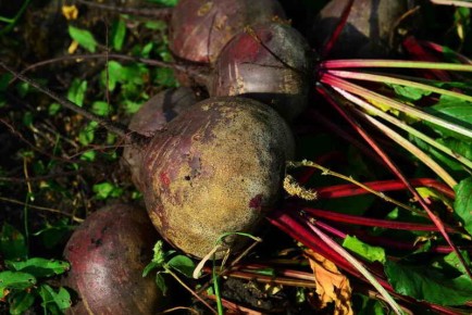 ��� ��������� ������������ ���������� ����� ������