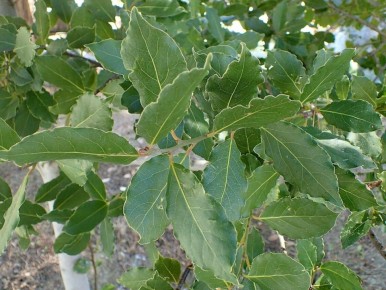 Лавровый лист: натуральная защита от грызунов и запахов в вашем доме