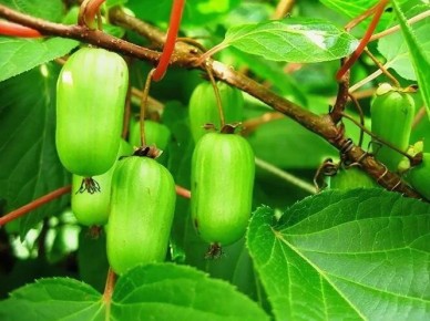 Выращивание актинидии: секреты успешного ухода за этим полезным растением