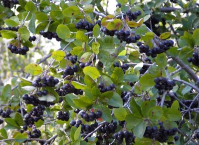 Арония: черноплодная рябина для вашего сада