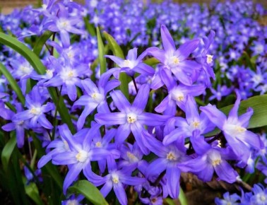 Нежные дары весны: как хионодокса преображает сад