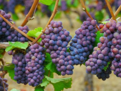 ��� ��������� �������� � ������� ������: ������� ��������� ����