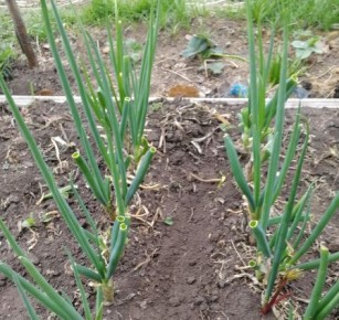 ������� ����� �� �����-�������: ��� �������� �������� ������ ������