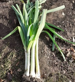 ��� ��������� ��������� ���-�����: ������� �������� �������