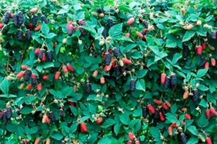 Уникальная ежевика Карака Блэк: что нужно знать для успешного выращивания