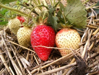 ������ �������� ����� ��������, ��� ������������: ���� ������� ������