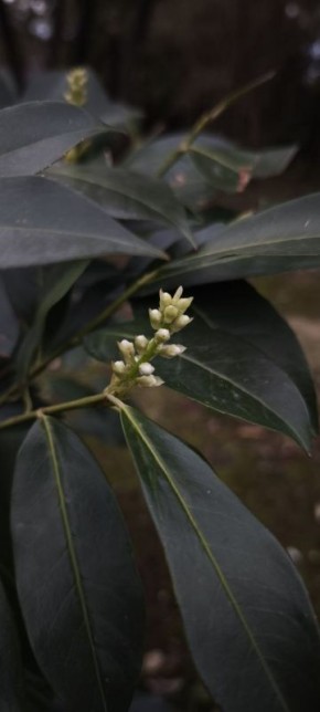 31 марта возможен дождь. Температура воздуха в равнинной части +9… +16 °C. Ветер 4-8 м/с