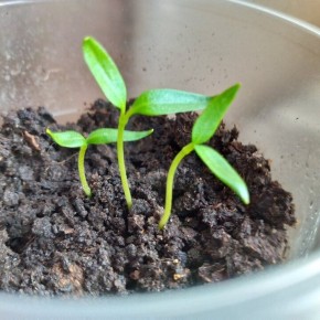 ������ ������� ����� ������� ���� ������: ��� ������� ��� �����������