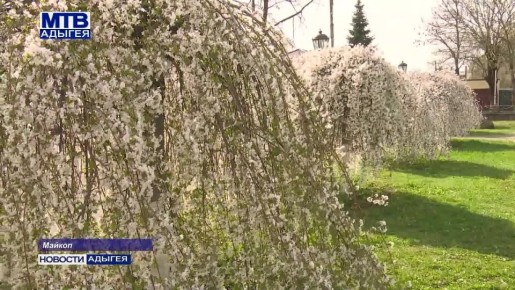 Каждую весну бурная жизнь в Японии ненадолго замирает