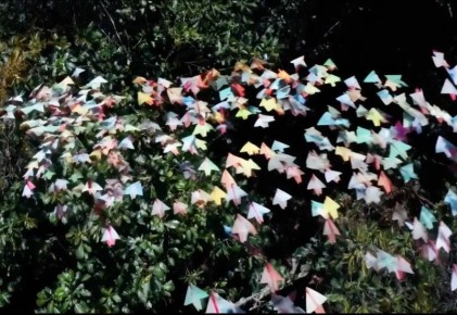 ��������� ��������� ����� ��-������: ���������� Mango � Avocado