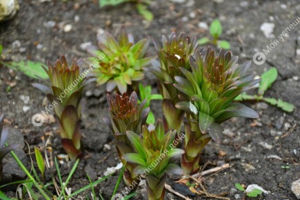 ��� �������� ������� �������� �����: ������� �������� ���������