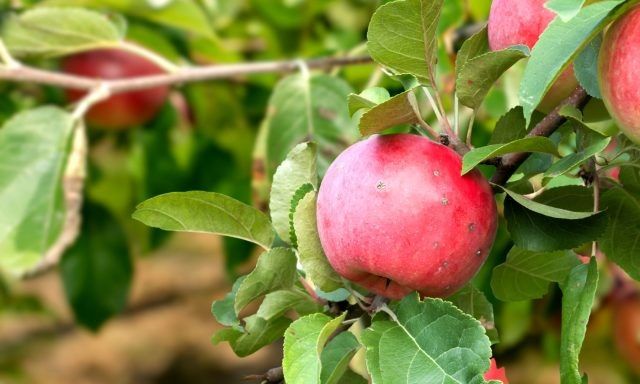 ������ ����������� ������ ������ � ��������? ������� ������� � �������