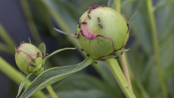 ����������� ������ � ���������: ����������� ������� � ���������� ��������