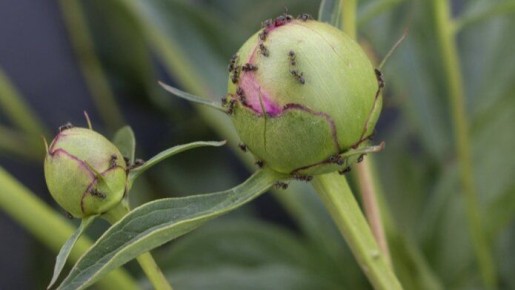 ����������� ������ � ���������: ����������� ������� � ���������� ��������